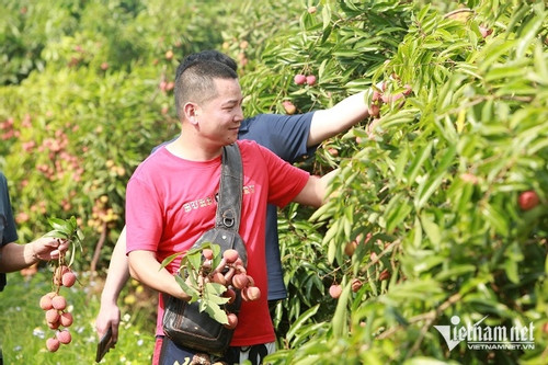 Thương lái Trung Quốc mê vải thiều Lục Ngạn, mong hàng không bị 'mắc' ở cửa khẩu