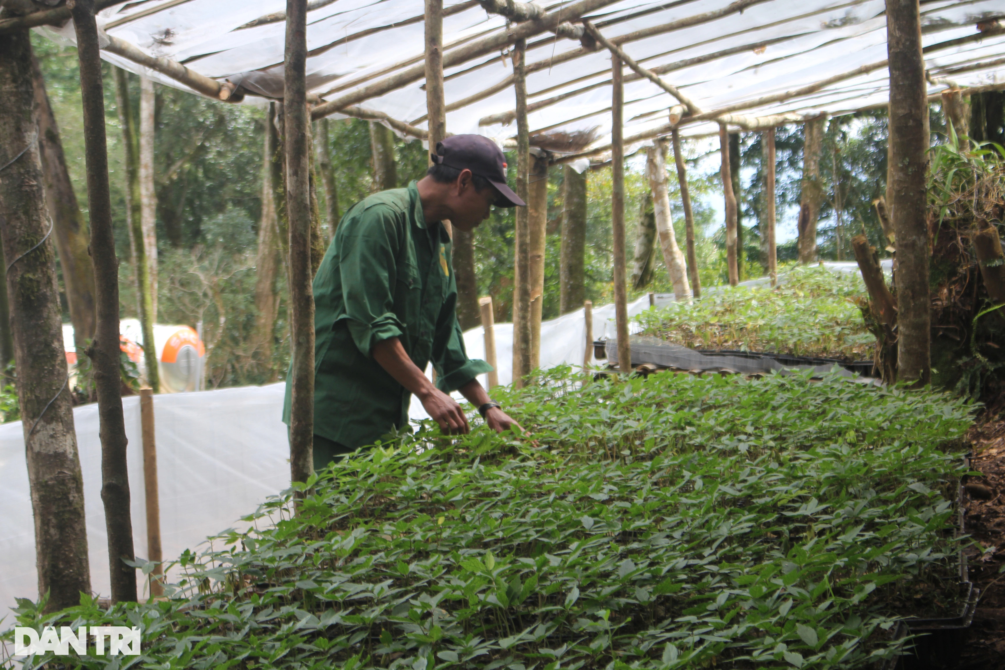 Ôm mộng với quốc bảo sâm Ngọc Linh, người dân thành ôm nợ khóc ròng - 5