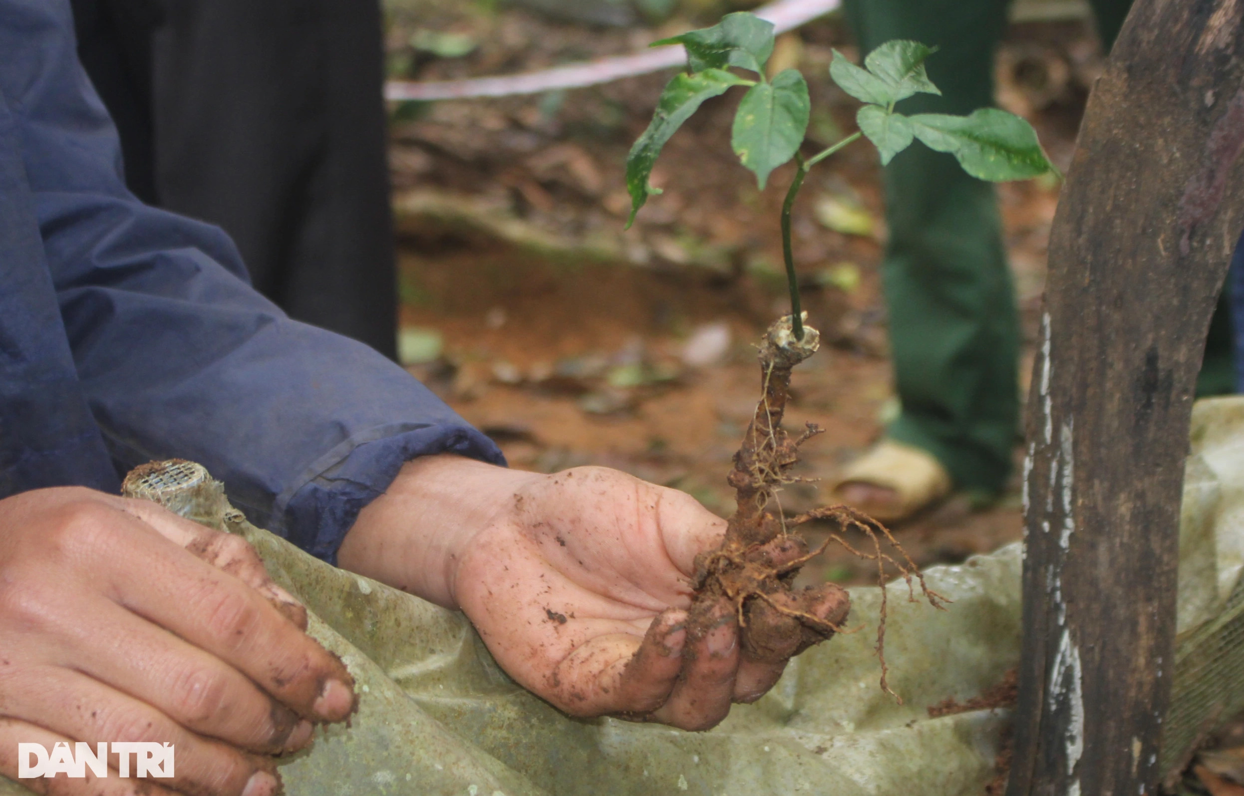 Ôm mộng với quốc bảo sâm Ngọc Linh, người dân thành ôm nợ khóc ròng - 4
