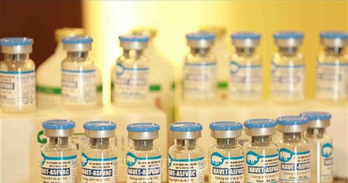Eureka moment for African swine fever vaccine in Vietnam
