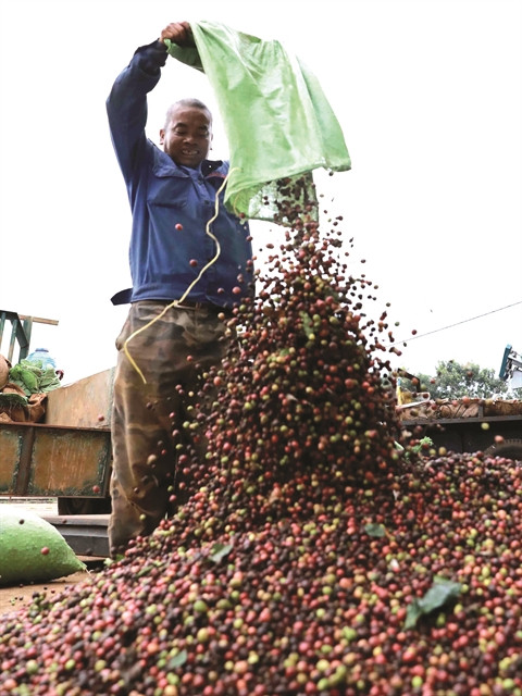 From bean to cup, Vietnamese coffee is on the up