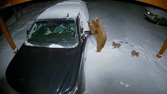 Gấu mẹ dẫn theo đàn con mở cửa lẻn vào ô tô