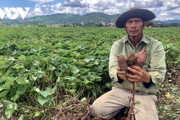 Khoai lang Đắk Lắk rớt giá, ế ẩm, nông dân thua lỗ nặng