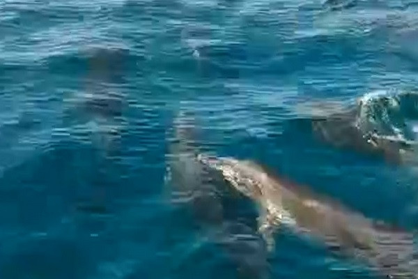 Đàn cá heo nhiều hiếm thấy xuất hiện ở vùng biển Khánh Hòa