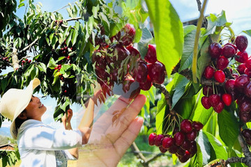 Du khách Việt 'lạc' giữa vườn cherry trĩu quả, hái thả ga chỉ 140.000 đồng/kg