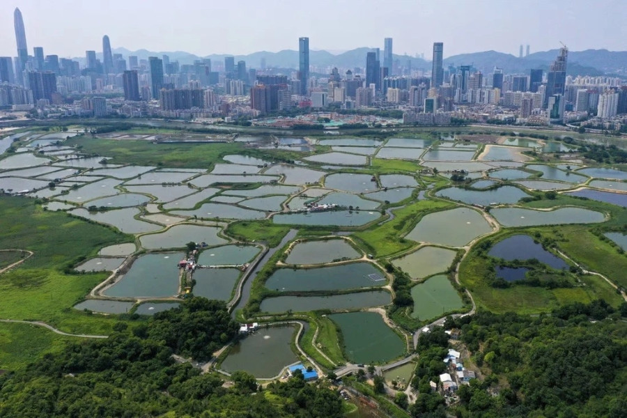 Vì sao Hong Kong bị Thâm Quyến qua mặt?