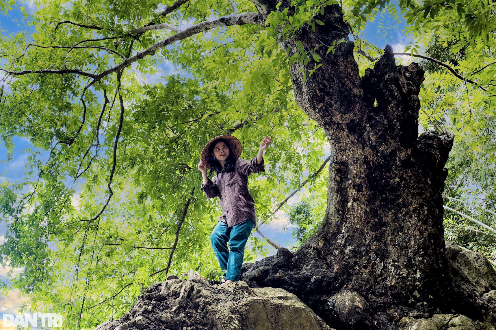 Chiêm ngưỡng cây thị nghìn tuổi ngự trên khối đá trăm triệu năm - 9