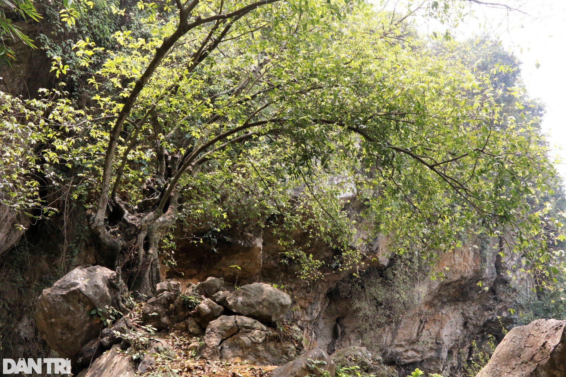 Chiêm ngưỡng cây thị nghìn tuổi ngự trên khối đá trăm triệu năm - 5