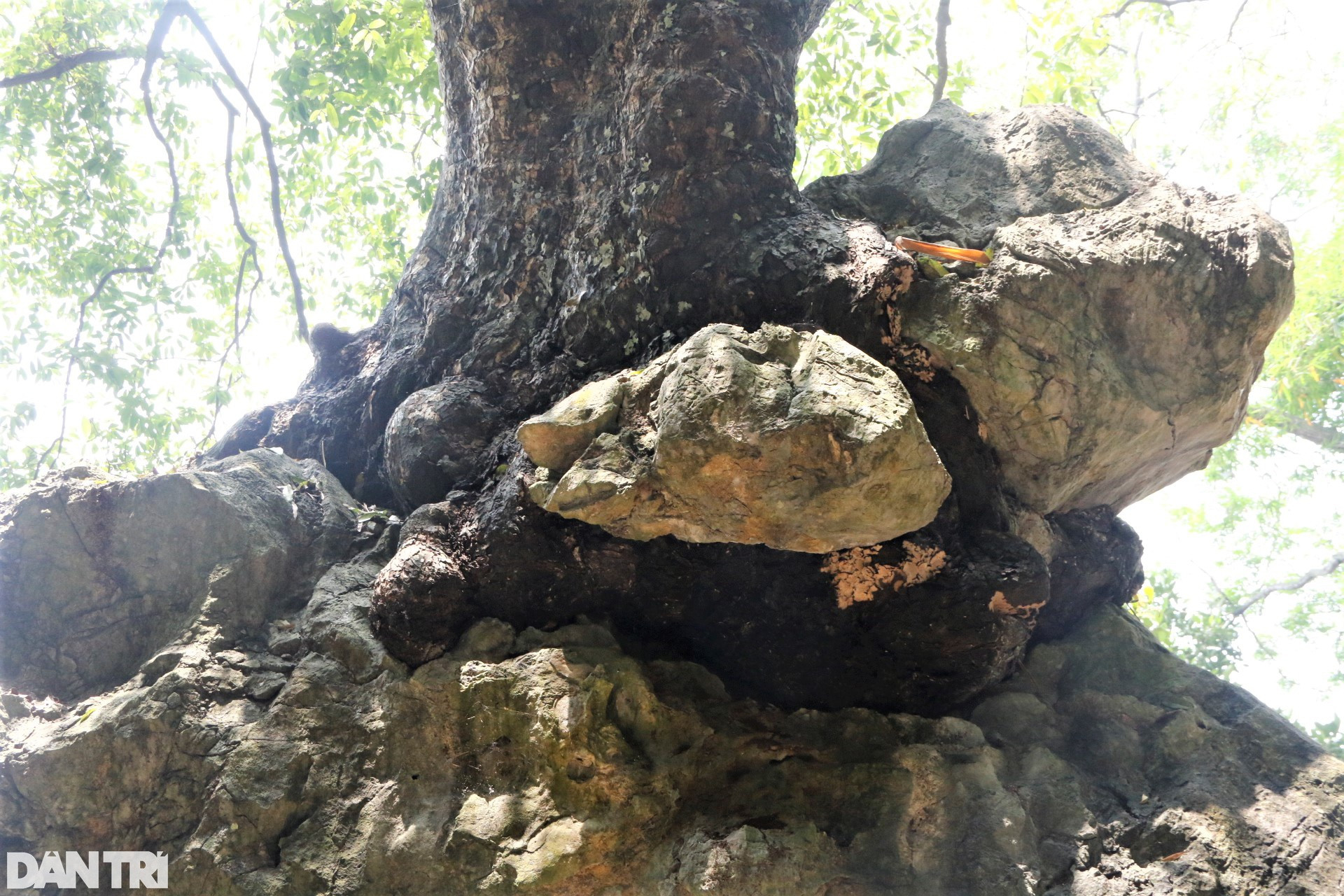 Chiêm ngưỡng cây thị nghìn tuổi ngự trên khối đá trăm triệu năm - 3