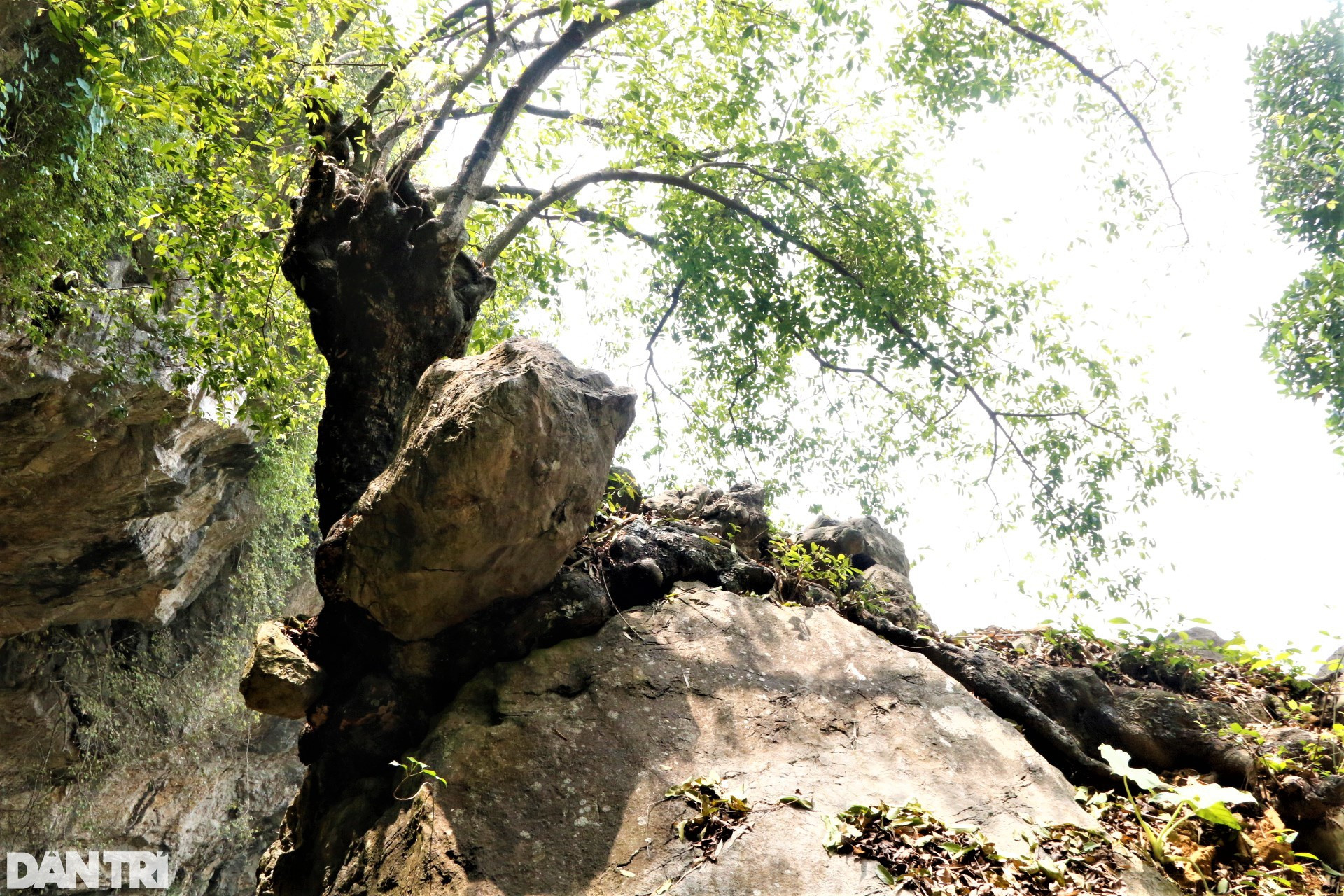 Chiêm ngưỡng cây thị nghìn tuổi ngự trên khối đá trăm triệu năm - 7