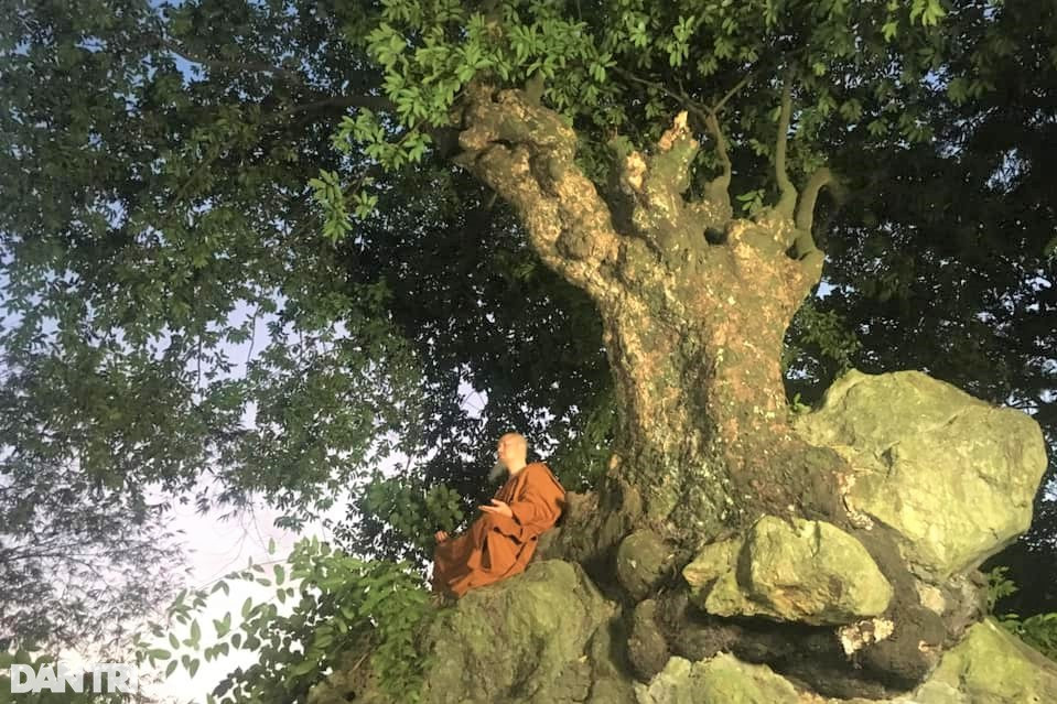 Chiêm ngưỡng cây thị nghìn tuổi ngự trên khối đá trăm triệu năm - 8