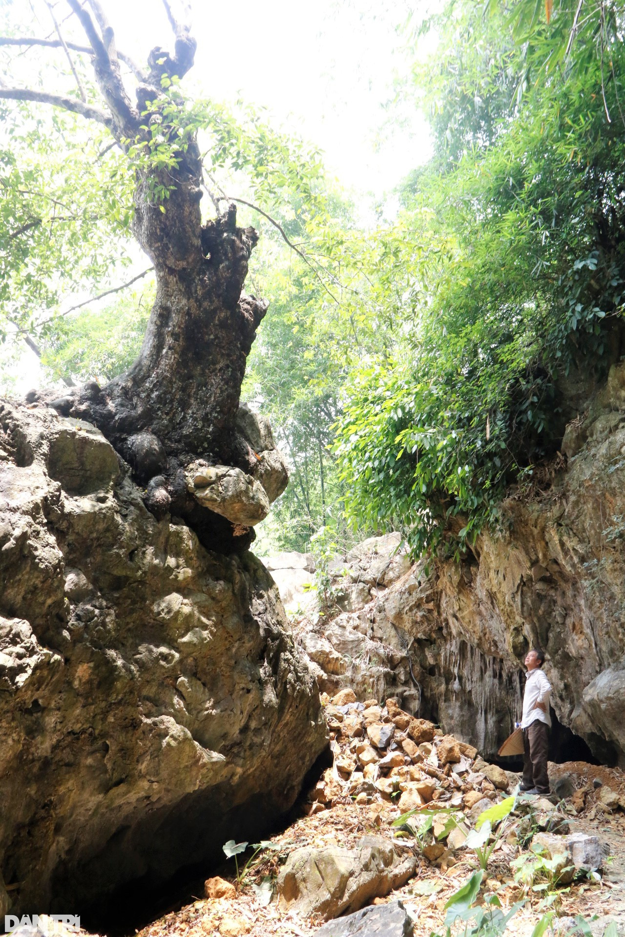 Chiêm ngưỡng cây thị nghìn tuổi ngự trên khối đá trăm triệu năm - 2