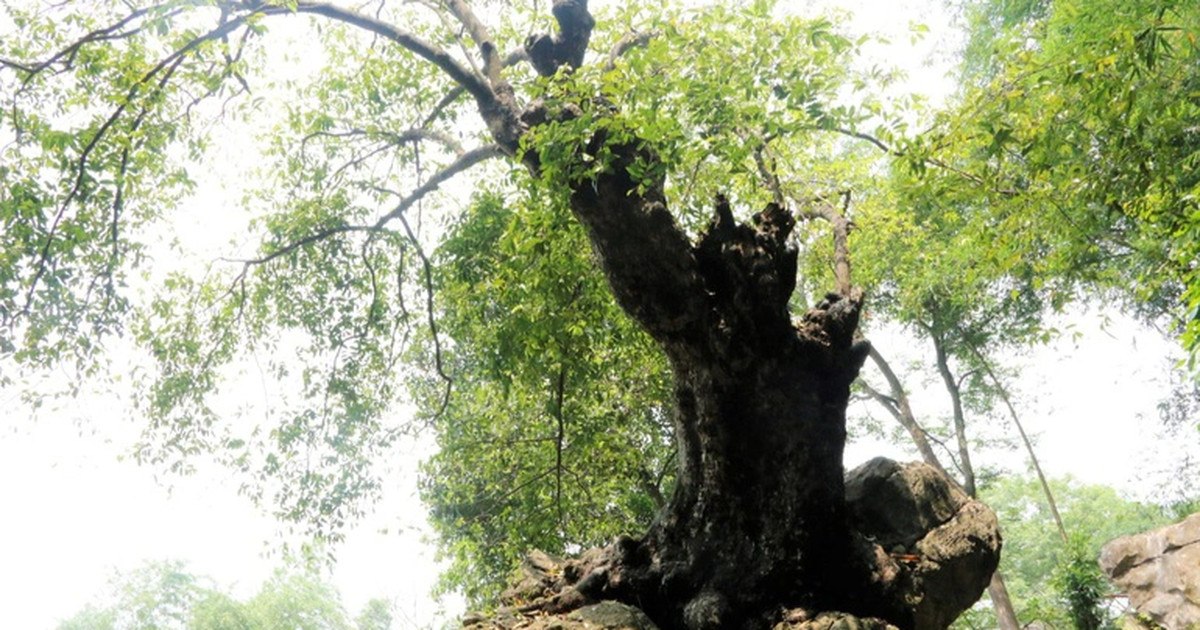 Chiêm ngưỡng cây thị nghìn tuổi ngự trên khối đá trăm triệu năm