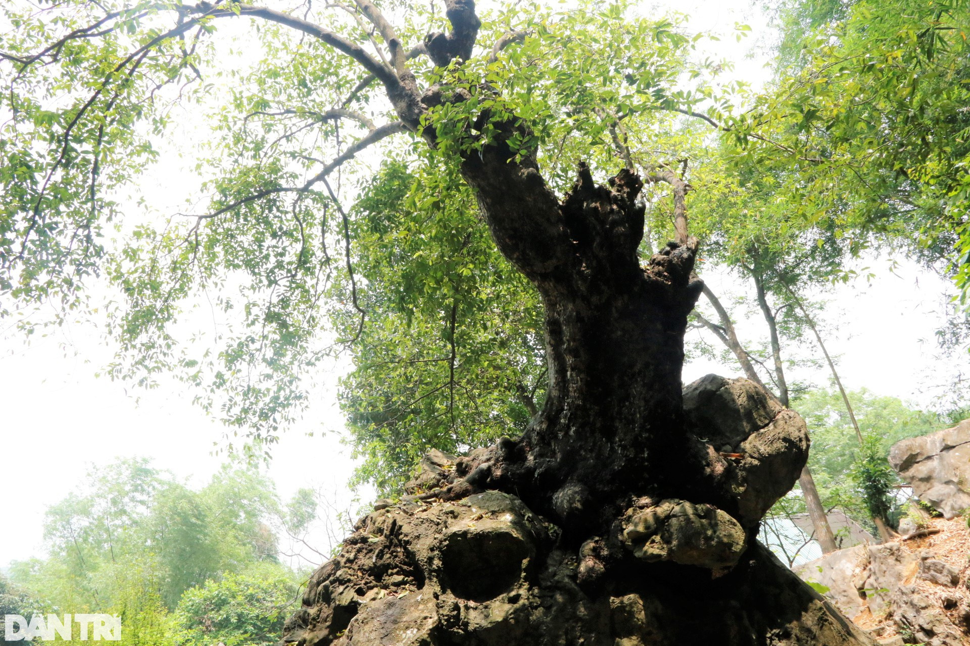 Chiêm ngưỡng cây thị nghìn tuổi ngự trên khối đá trăm triệu năm - 1