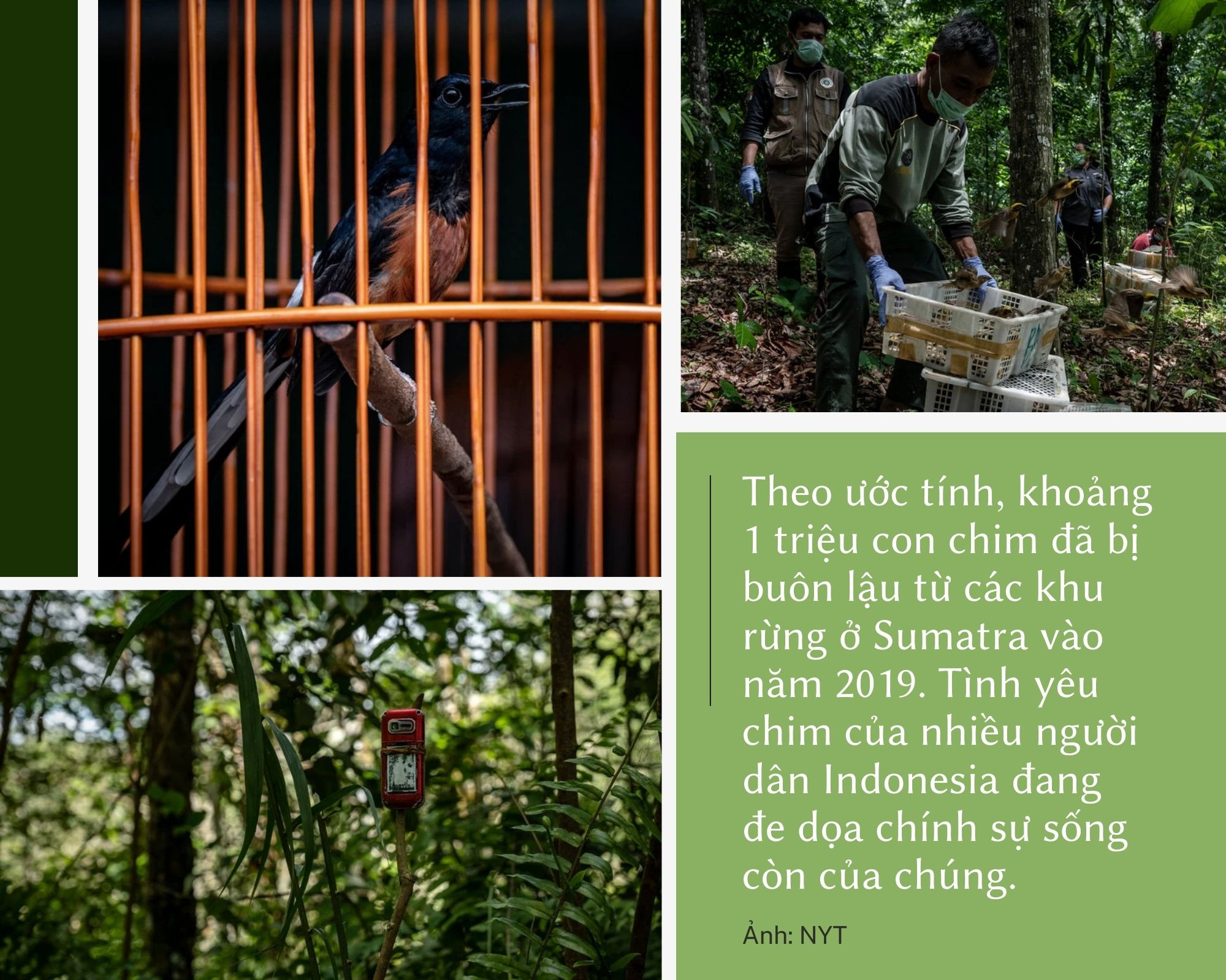 Giống lan đột biến ở Việt Nam, Indonesia bùng lên cơn sốt chim cảnh: Trò tiêu khiển giúp nhiều người đổi đời, nhưng ẩn chứa nhiều bí mật bất chính - Ảnh 7.