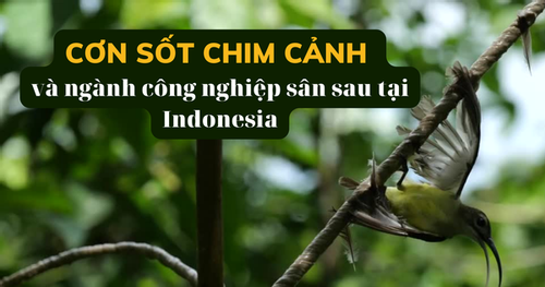 Bùng lên cơn sốt chim cảnh, giống lan đột biến ở Việt Nam