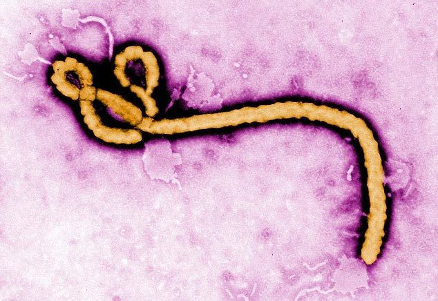 Thế giới bất lực trước dịch Ebola vì... sex