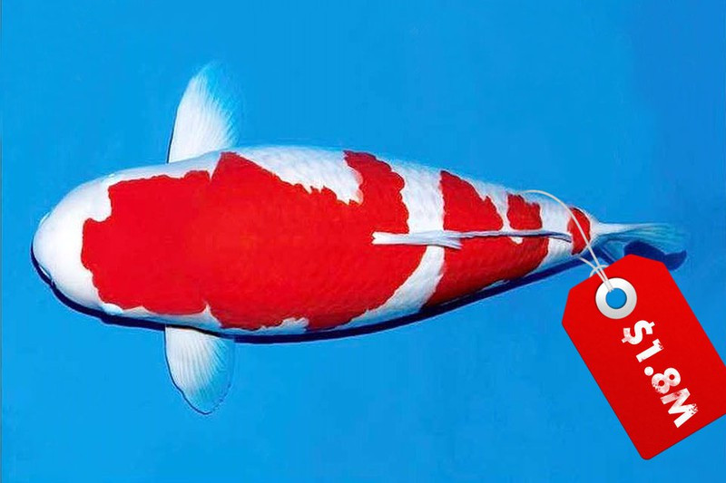 Top 10 loài cá Koi đắt nhất thế giới từng được bán
