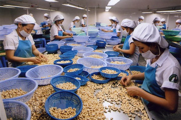 Vietnam exporters regain ownership of all cashew containers in suspected scam