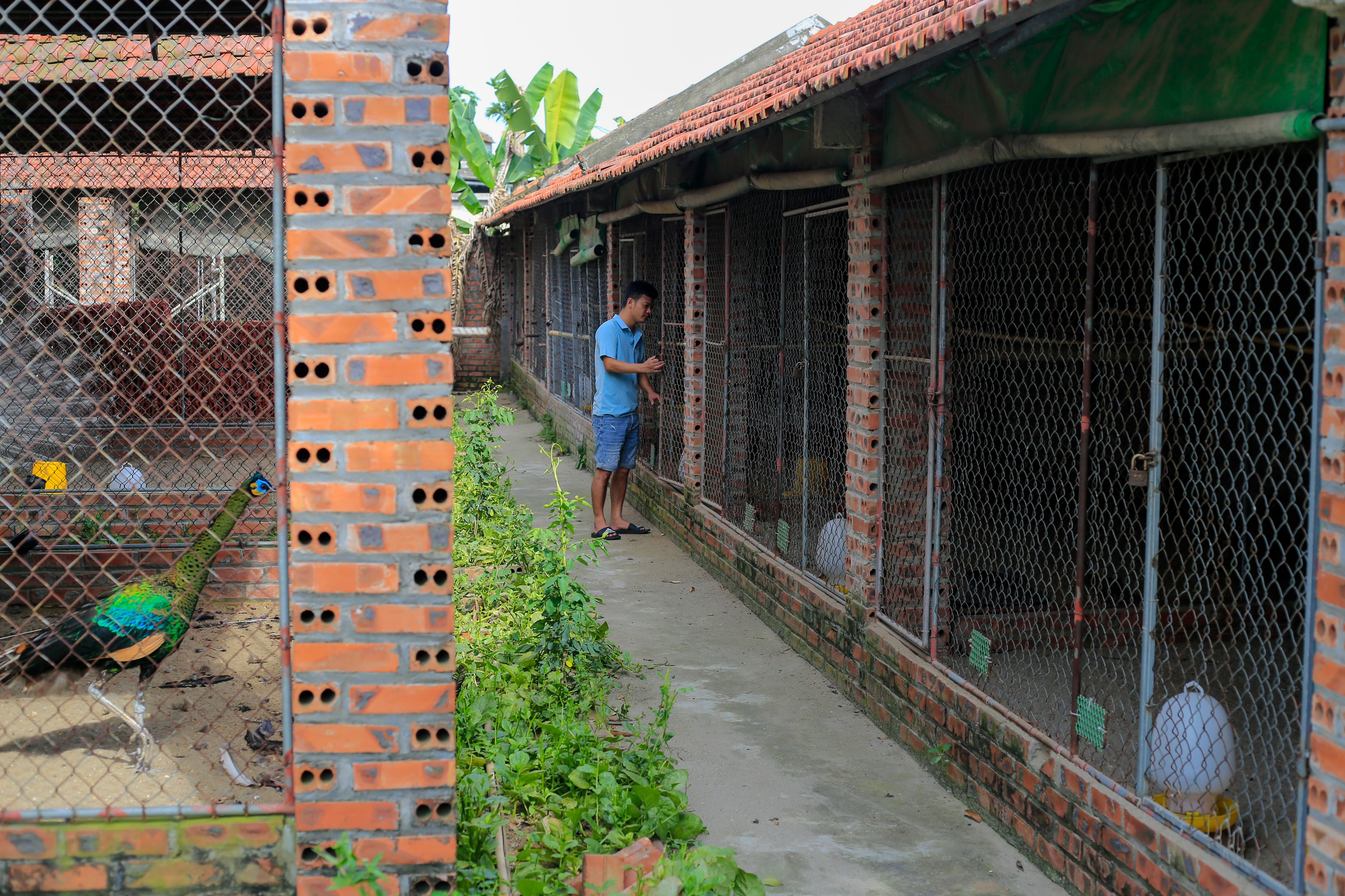 bo viec ve que nuoi chim cong anh 1