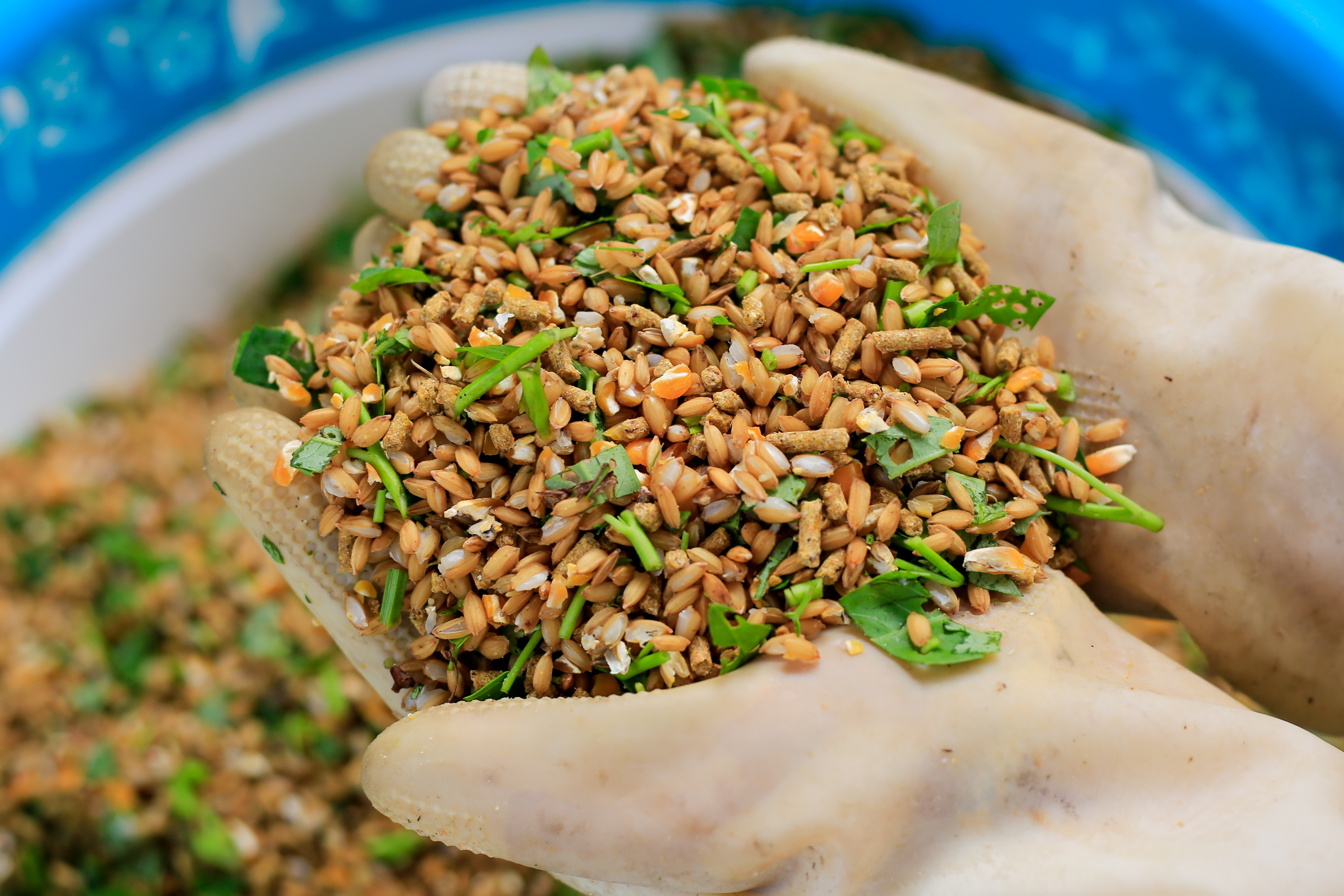 bo viec ve que nuoi chim cong anh 4