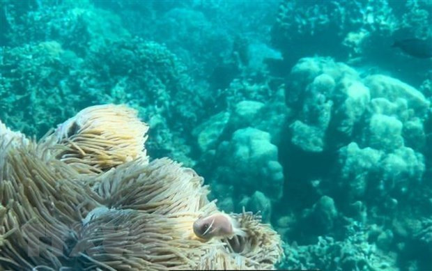 Dive tourism suspension planned to protect coral reefs in Nha Trang Bay hinh anh 1