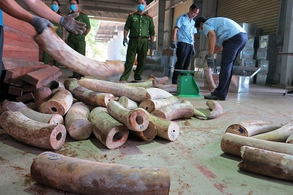 Lấy tên người chết lập công ty 'ma' nhập sừng tê giác, ngà voi trị giá 300 tỷ