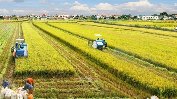 Mekong Delta to develop 1 million hectares of high-quality rice hinh anh 1