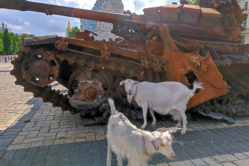 'Anh hùng' đặc biệt của người Ukraine chống quân Nga