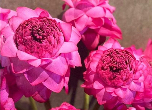 Thousand-petal lotus: legendary flower now at a reasonable price