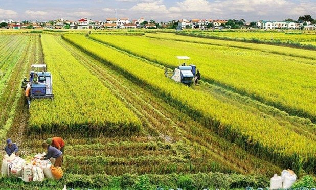 Agricultural sector ensures food security, exports hinh anh 1