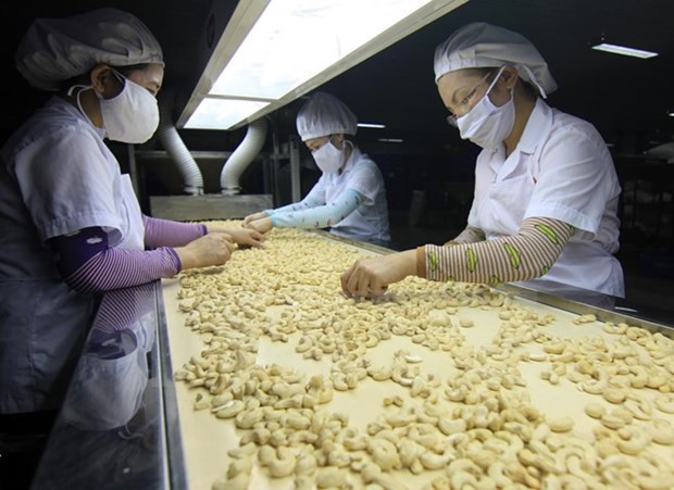 Cashew industry faces huge challenges