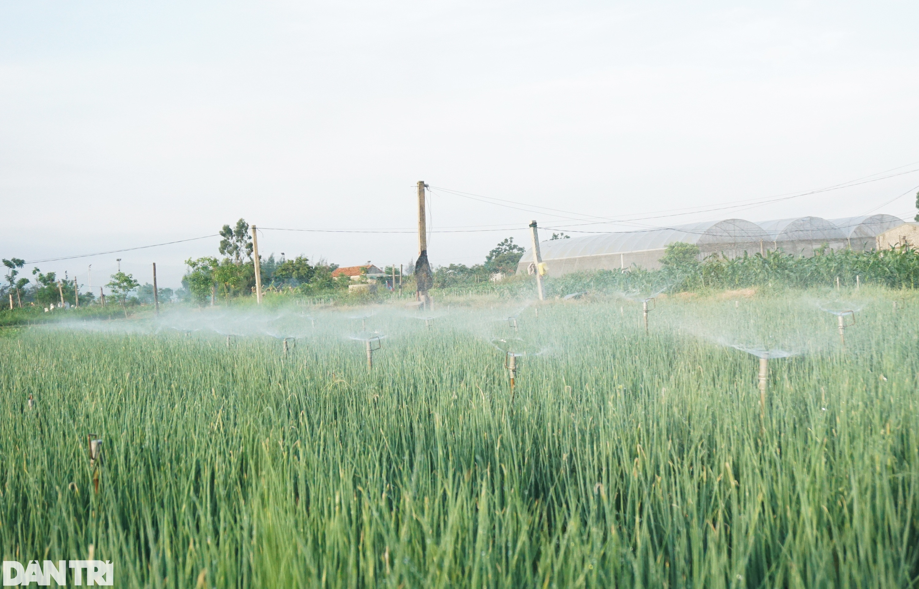 Giá tăng gấp 4, nông dân thắp đèn nhổ hành đêm, che bạt thu hoạch giữa trưa - 1