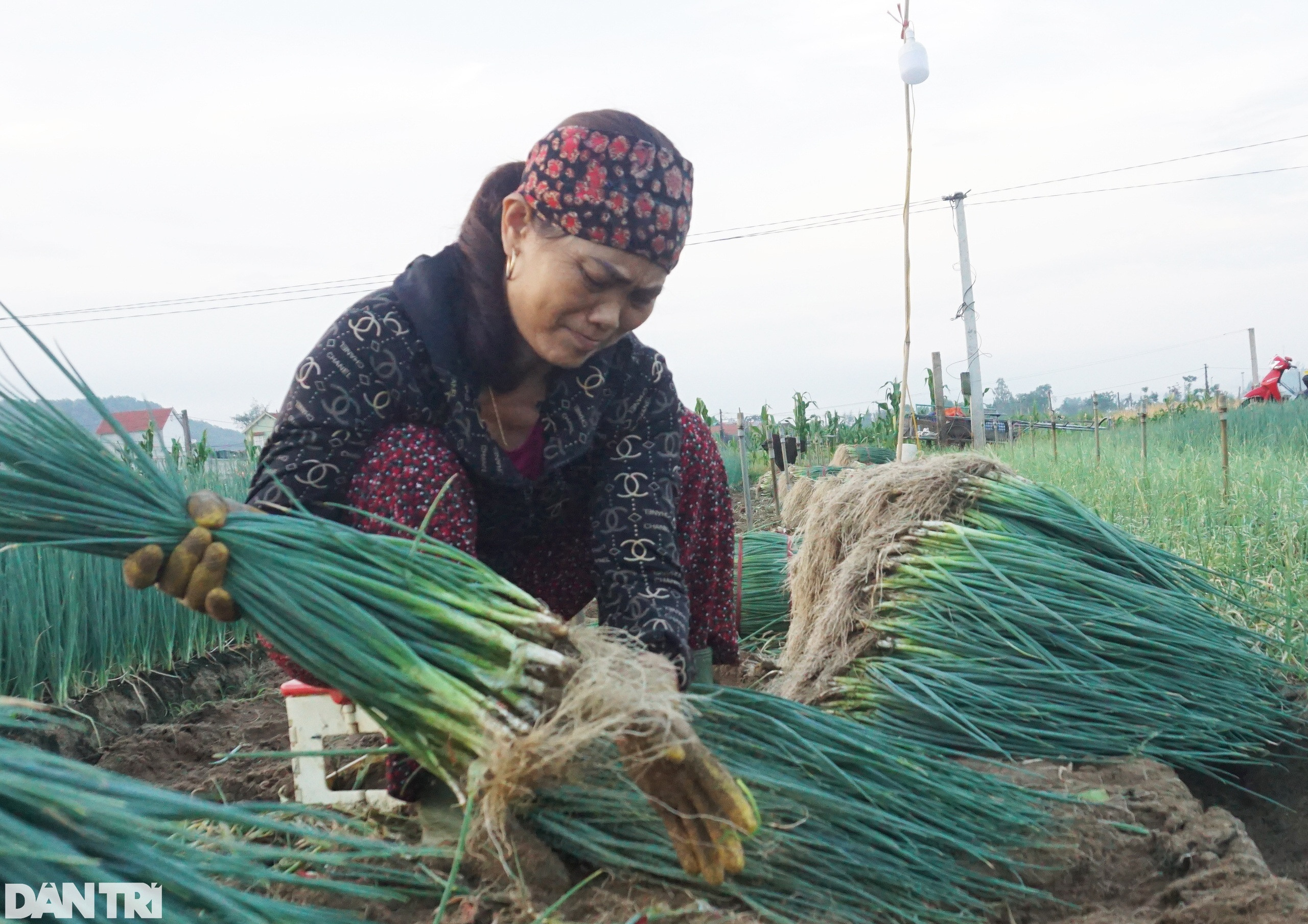 Giá tăng gấp 4, nông dân thắp đèn nhổ hành đêm, che bạt thu hoạch giữa trưa - 10