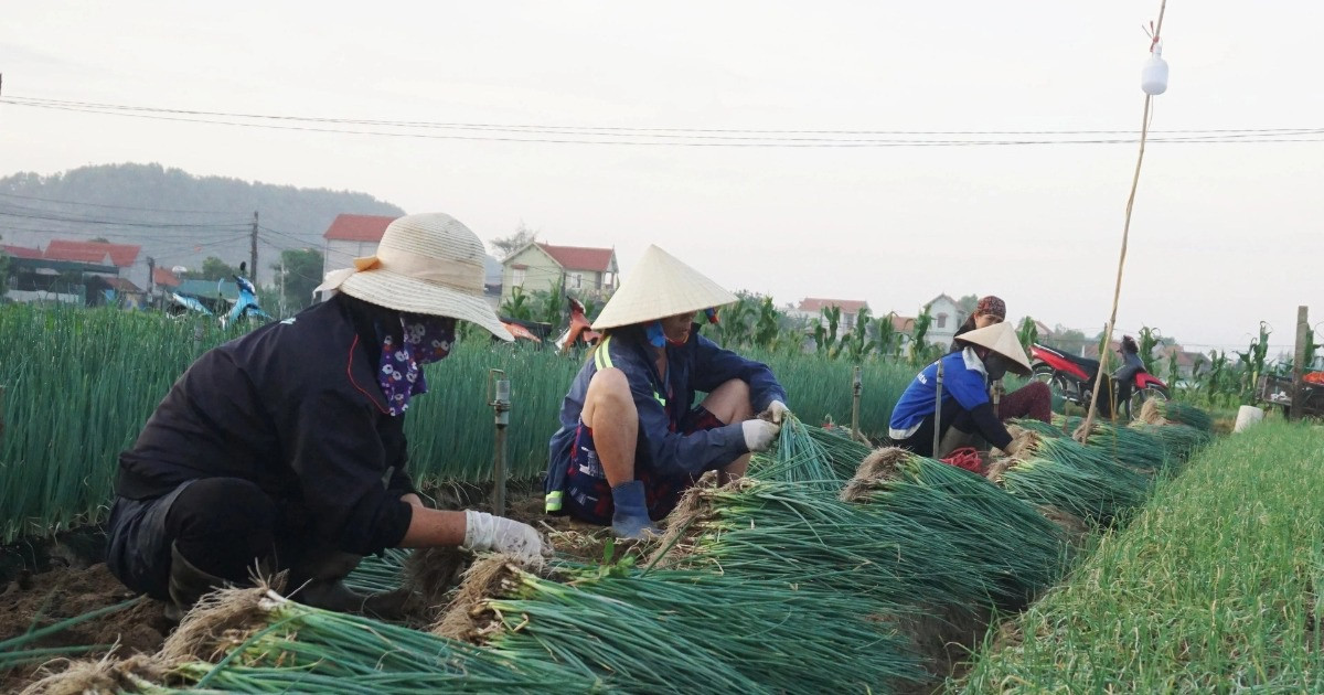 Giá tăng gấp 4, nông dân thắp đèn nhổ hành đêm, che bạt thu hoạch giữa trưa