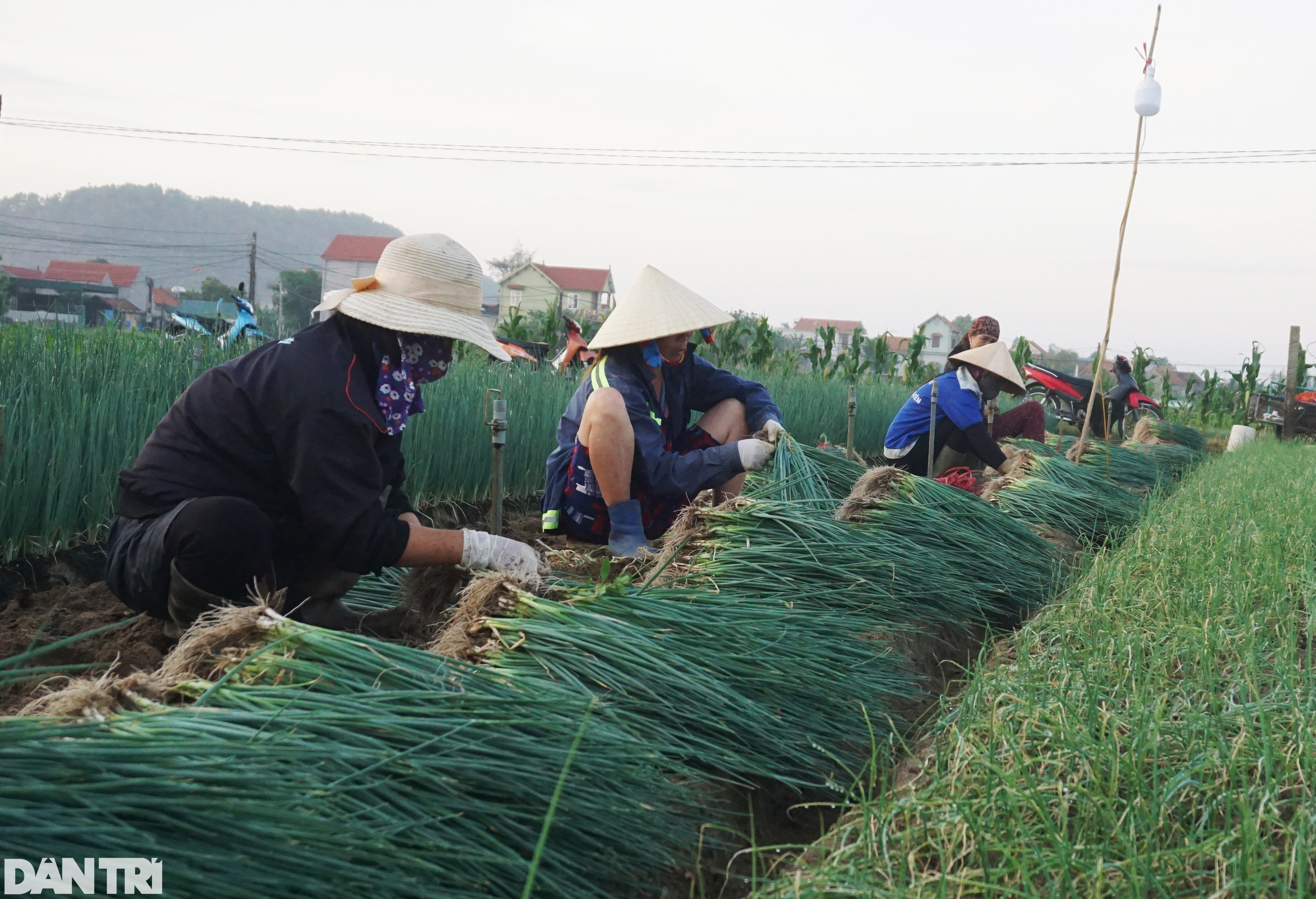 Giá tăng gấp 4, nông dân thắp đèn nhổ hành đêm, che bạt thu hoạch giữa trưa - 4