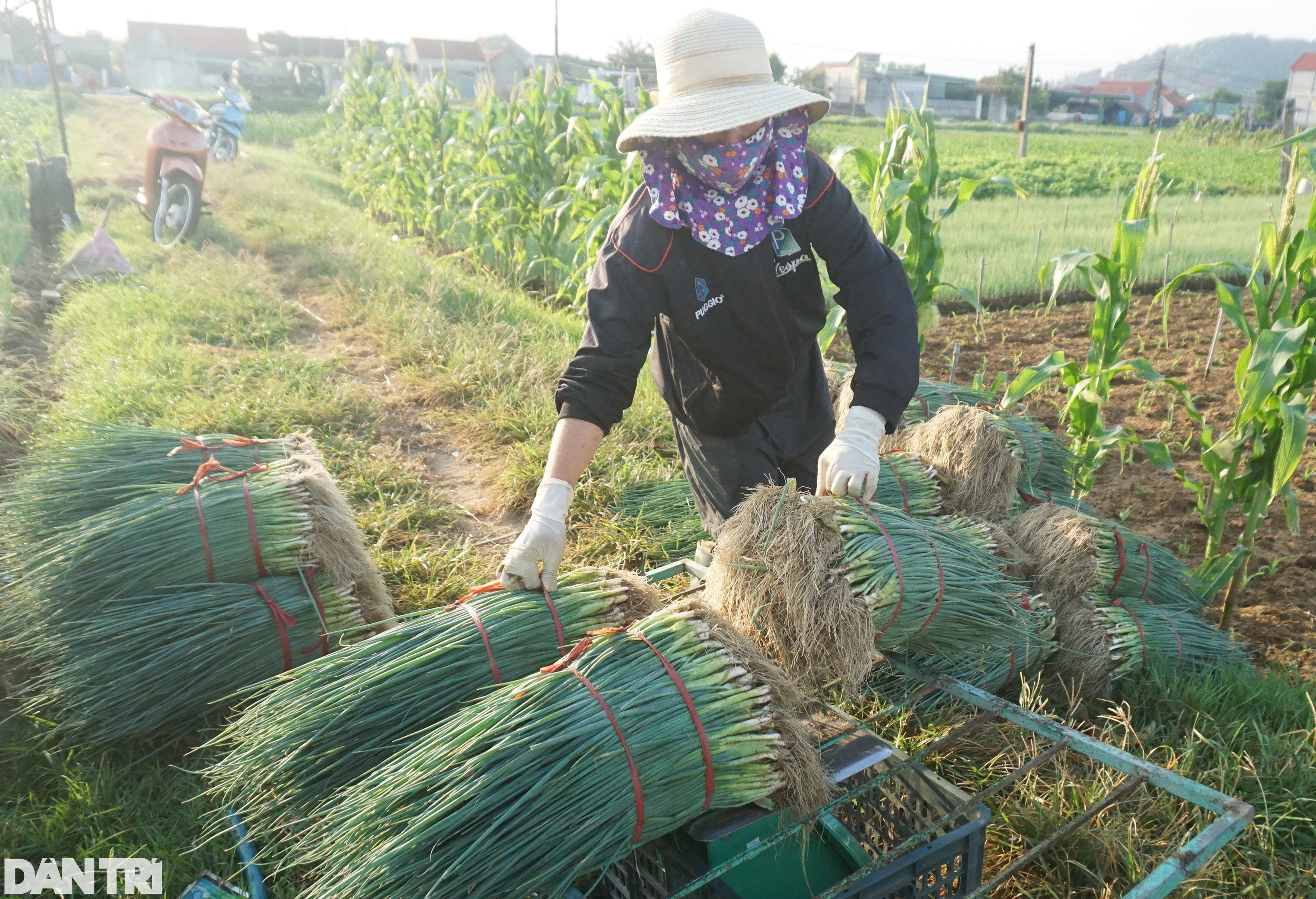 Giá tăng gấp 4, nông dân thắp đèn nhổ hành đêm, che bạt thu hoạch giữa trưa - 13