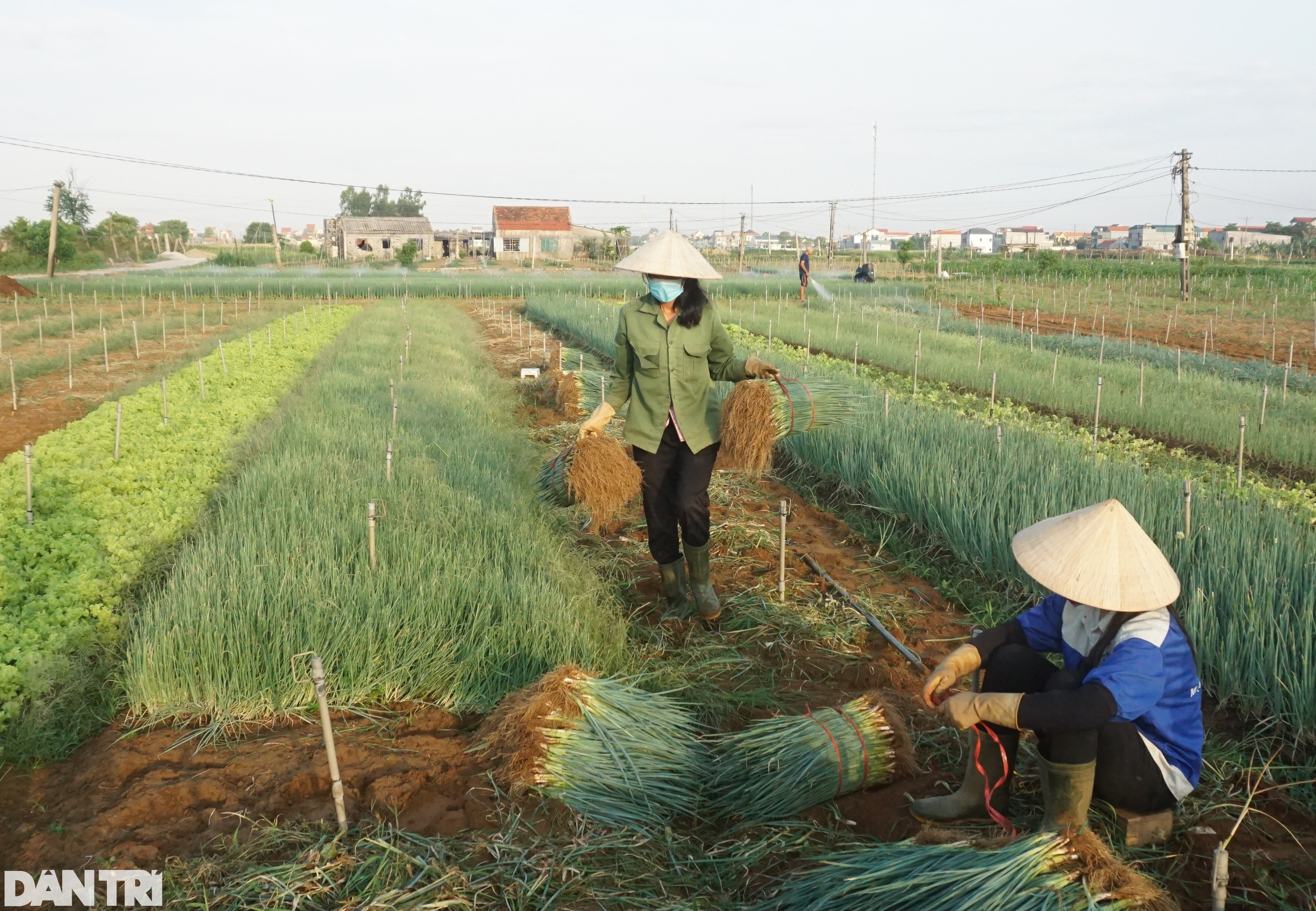 Giá tăng gấp 4, nông dân thắp đèn nhổ hành đêm, che bạt thu hoạch giữa trưa - 12
