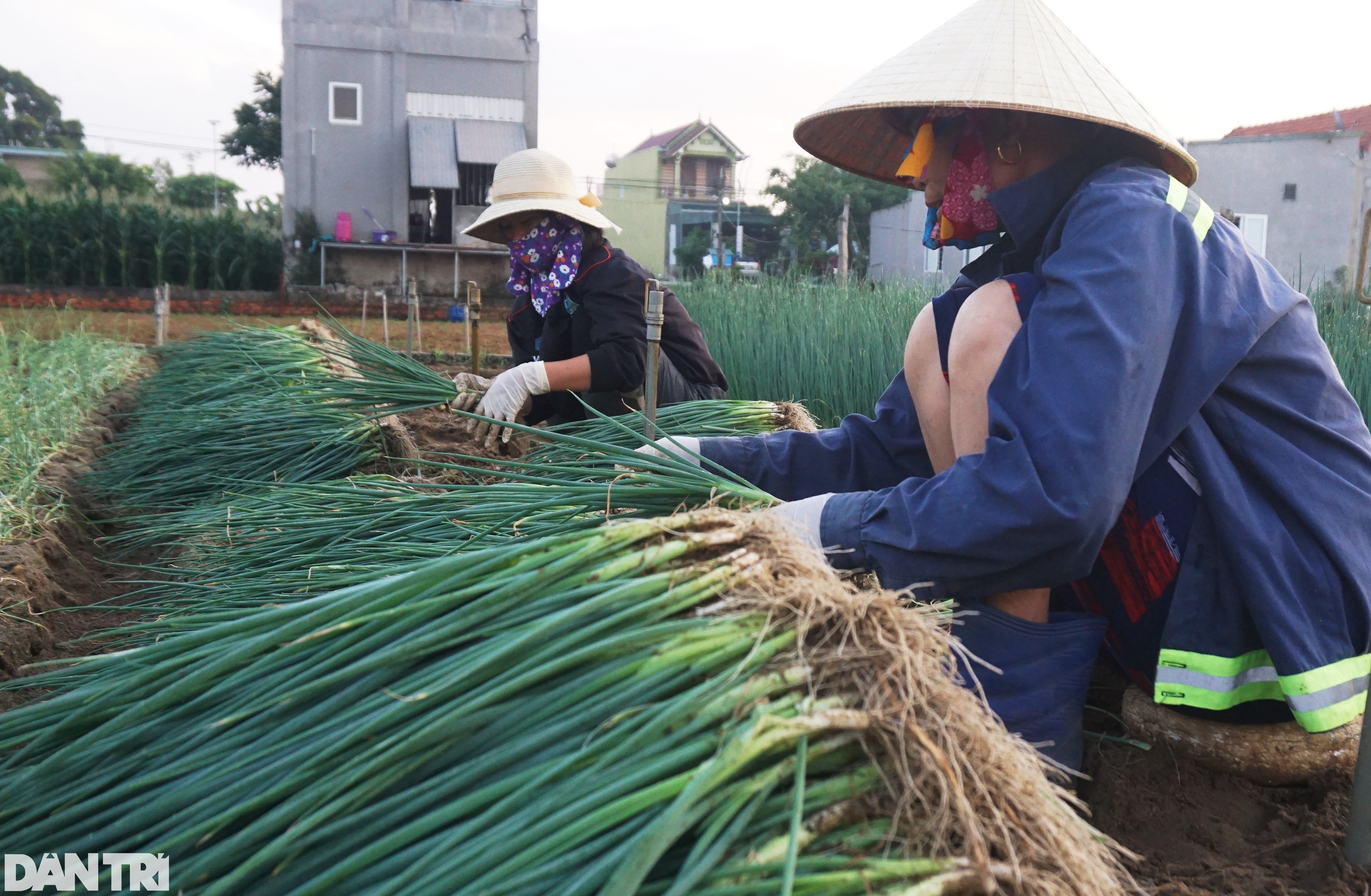 Giá tăng gấp 4, nông dân thắp đèn nhổ hành đêm, che bạt thu hoạch giữa trưa - 5