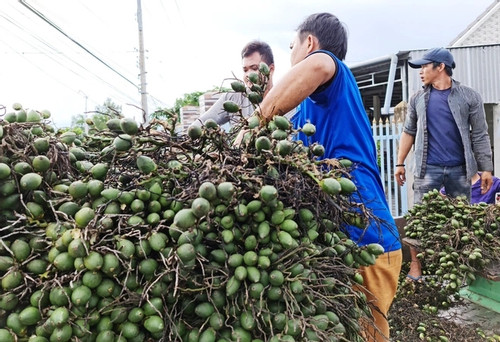 Thương lái mua gom cau ở miền Tây