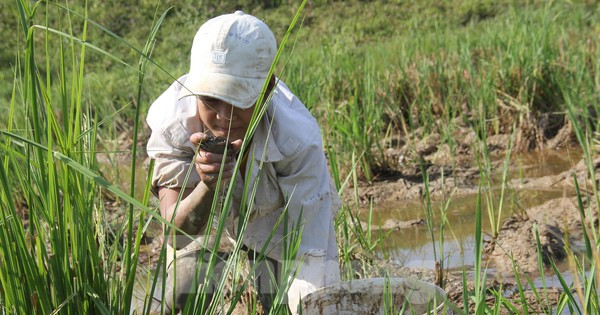 Bắt cua đồng mùa nắng nóng kiếm tiền triệu mỗi ngày