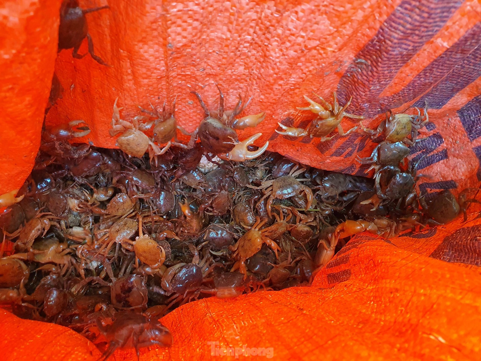 Bắt cua đồng mùa nắng nóng kiếm tiền triệu mỗi ngày ảnh 4