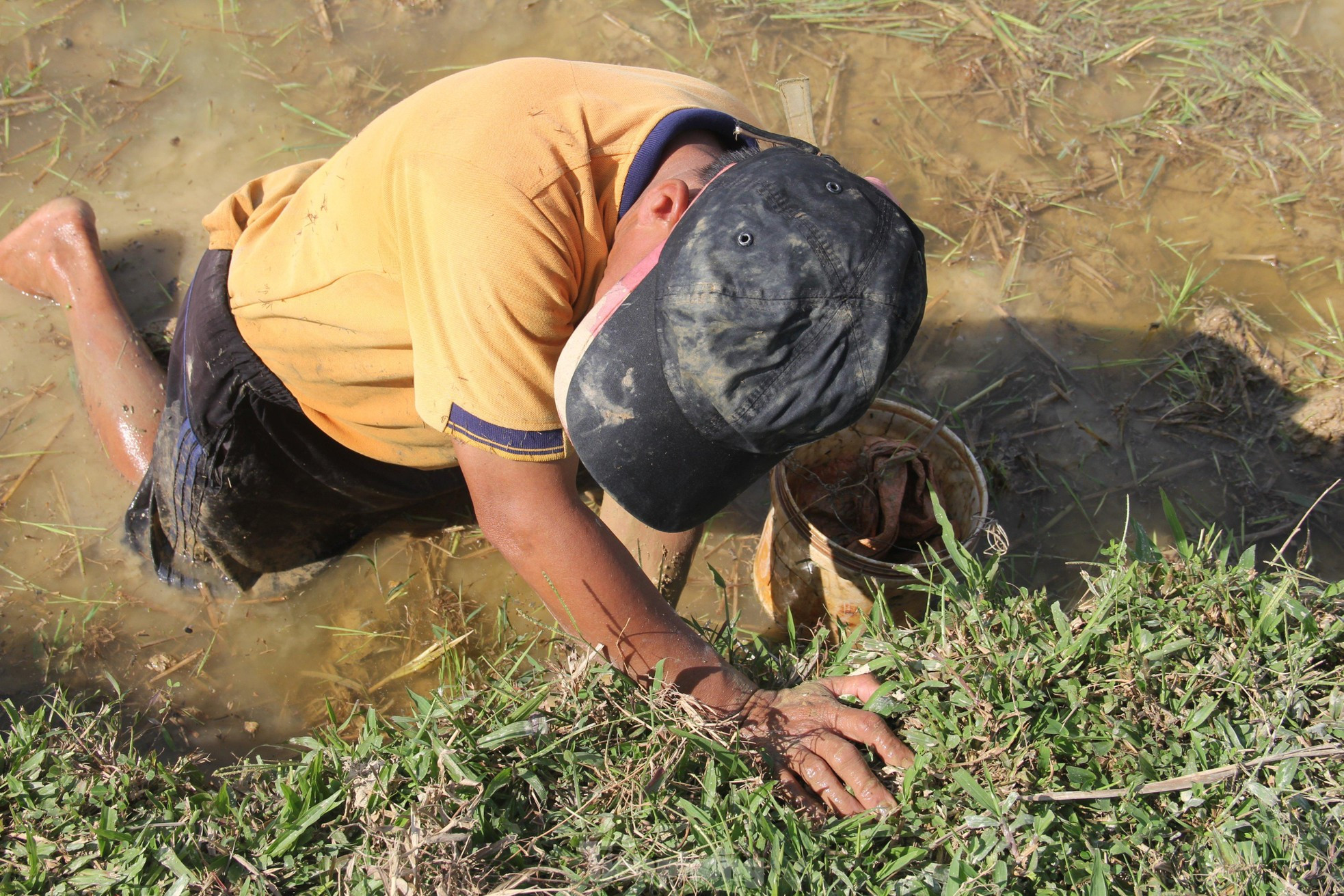 Bắt cua đồng mùa nắng nóng kiếm tiền triệu mỗi ngày ảnh 7