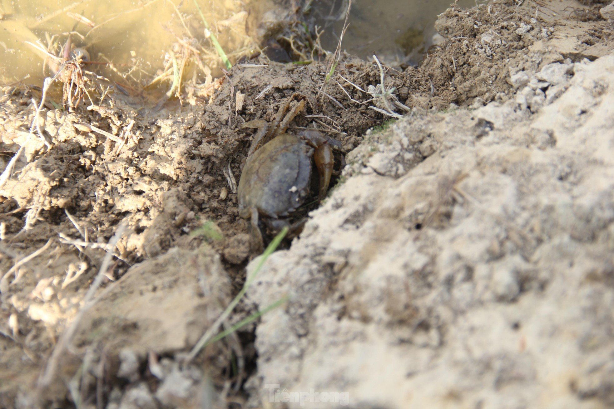 Bắt cua đồng mùa nắng nóng kiếm tiền triệu mỗi ngày ảnh 6