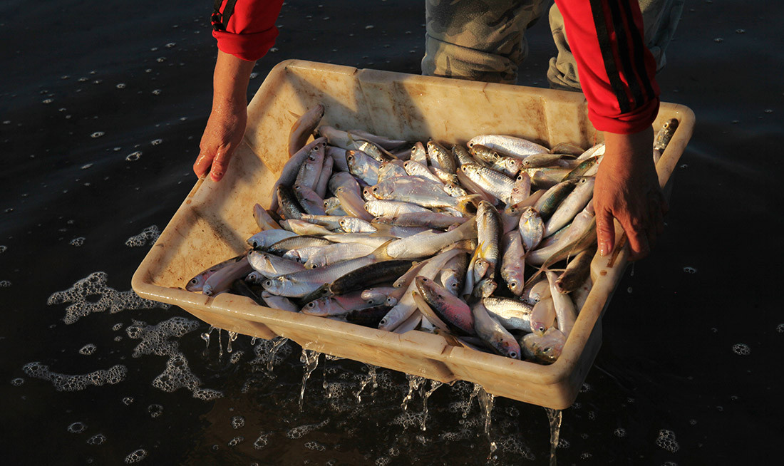 Chính phủ mới