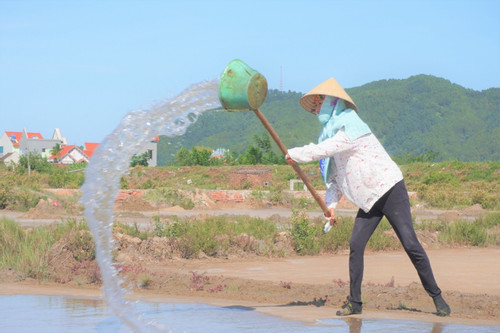 Giữa trưa 'rang mình' trên đồng nước mặn