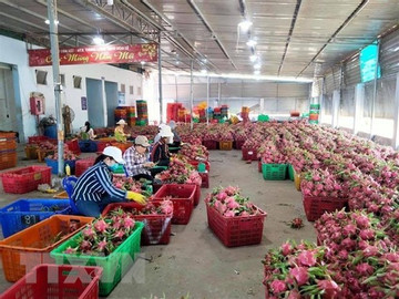 Agricultural exporters advised to be cautious at Lao Cai’s border gate