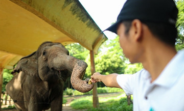 Saigon Zoo elephant dung used to make paper