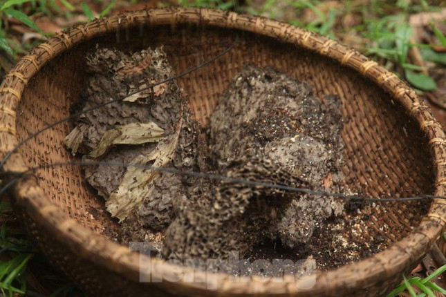 Kiếm tiền triệu mỗi ngày nhờ nghề săn trứng kiến ở Bắc Giang ảnh 9