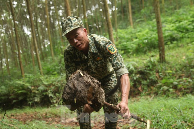 Kiếm tiền triệu mỗi ngày nhờ nghề săn trứng kiến ở Bắc Giang ảnh 7